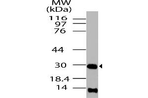 Image no. 1 for anti-High Mobility Group Box 1 (HMGB1) antibody (ABIN5027728) (HMGB1 antibody)