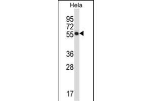 CSK Antibody (N-term) (ABIN657670 and ABIN2846663) western blot analysis in Hela cell line lysates (35 μg/lane). (CSK antibody  (N-Term))