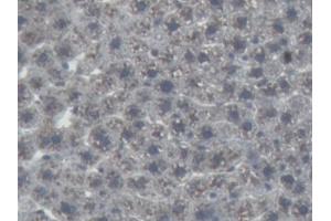 Immunohistochemistry (IHC) image for anti-Angiotensinogen (serpin Peptidase Inhibitor, Clade A, Member 8) (AGT) (AA 25-477) antibody (ABIN7426724)
