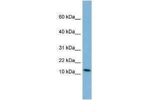 WB Suggested Anti-PYY Antibody Titration:  0. (Peptide YY antibody  (Middle Region))