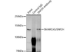 Immunoprecipitation (IP) image for anti-SWI/SNF Related, Matrix Associated, Actin Dependent Regulator of Chromatin, Subfamily A, Member 5 (SMARCA5) antibody (ABIN7270656)
