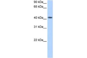 Western Blotting (WB) image for anti-Pregnancy Specific beta-1-Glycoprotein 5 (PSG5) antibody (ABIN2462521) (PSG5 antibody)