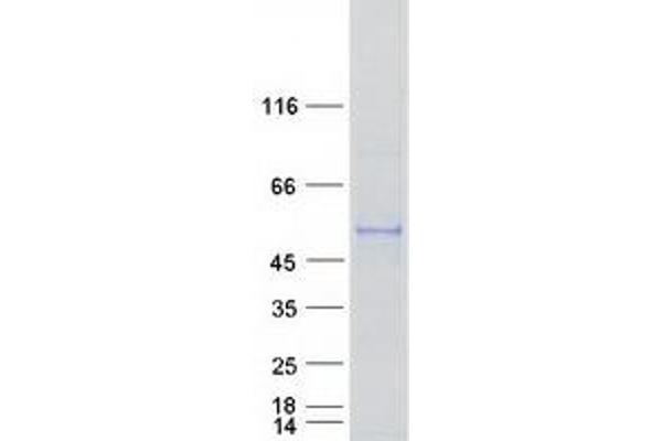 CYP2S1 Protein (Myc-DYKDDDDK Tag)