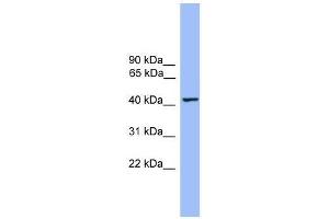 THEG antibody used at 0. (THEG antibody  (Middle Region))