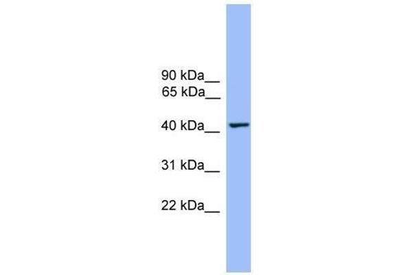 THEG antibody  (Middle Region)