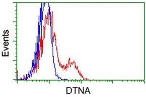 HEK293T cells transfected with either RC223952 overexpress plasmid (Red) or empty vector control plasmid (Blue) were immunostained by anti-DTNA antibody (ABIN2454033), and then analyzed by flow cytometry. (DTNA antibody)