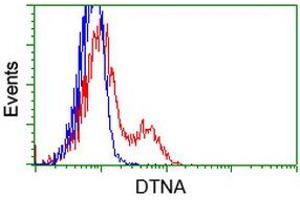 HEK293T cells transfected with either RC223952 overexpress plasmid (Red) or empty vector control plasmid (Blue) were immunostained by anti-DTNA antibody (ABIN2454033), and then analyzed by flow cytometry. (DTNA antibody)