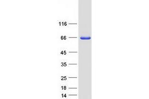 Validation with Western Blot (NCF2 Protein (Transcript Variant 1) (Myc-DYKDDDDK Tag))