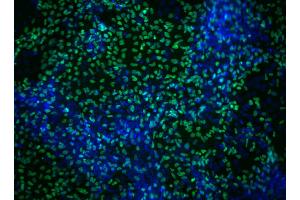 Immunofluorescent staining of Sox17 in definitive endoderm derived from human embryonic stem (ES) cells. (SOX17 antibody)