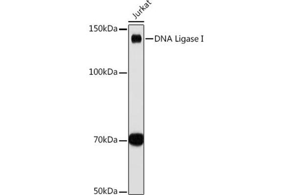 LIG1 antibody