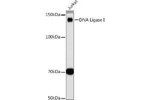 Western blot analysis of extracts of Jurkat cells, using DNA Ligase I antibody (ABIN7268251) at 1:1000 dilution. (LIG1 antibody)