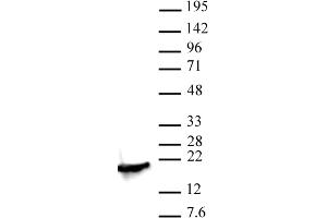 Histone H3K4me2 antibody (pAb) tested by Western blot. (Histone 3 antibody  (2meLys4))
