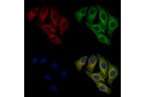 ABIN6261311 and ABIN6278406 staining Hela cells by IF/ICC.