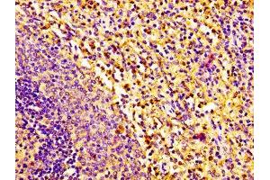 IHC image of ABIN7161695 diluted at 1:100 and staining in paraffin-embedded human spleen tissue performed on a Leica BondTM system. (RNASE2 antibody  (AA 28-161))