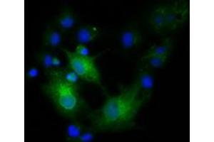 Anti-EFNA2 mouse monoclonal antibody (ABIN2452978) immunofluorescent staining of COS7 cells transiently transfected by pCMV6-ENTRY EFNA2 (RC213728). (Ephrin A2 antibody)