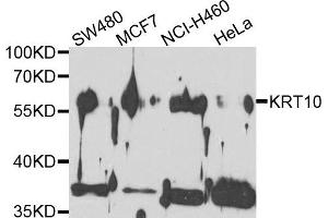 Western blot analysis of extracts of various cells, using KRT10 antibody. (Keratin 10 antibody)