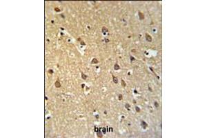 SPRN Antibody IHC analysis in formalin fixed and paraffin embedded brain tissue followed by peroxidase conjugation of the secondary antibody and DAB staining. (SPRN antibody  (C-Term))
