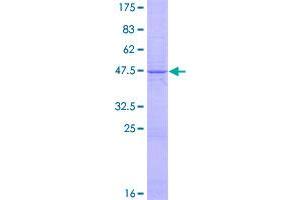 Image no. 1 for Tumor Necrosis Factor (Ligand) Superfamily, Member 14 (TNFSF14) (AA 1-204) protein (GST tag) (ABIN1323231) (TNFSF14 Protein (AA 1-204) (GST tag))