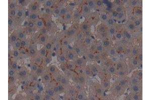 Detection of AAP in Human Liver Tissue using Polyclonal Antibody to Alanine Aminopeptidase (AAP) (ALT antibody  (AA 581-738))