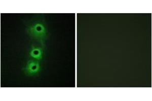 Immunofluorescence analysis of COS7 cells, using CDH8 Antibody. (Cadherin 8 antibody  (AA 491-540))