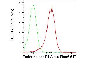 anti-Forkhead Box P4 (FOXP4) antibody