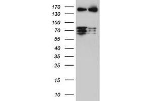 Image no. 1 for anti-CCR4-NOT Transcription Complex Subunit 4 (CNOT4) (AA 190-455) antibody (ABIN1491101) (CNOT4 antibody  (AA 190-455))