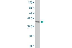 Western Blot detection against Immunogen (37. (ELF3 antibody  (AA 262-371))