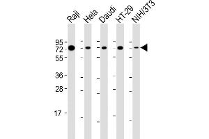 All lanes : Anti-KHDRBS1 Antibody (Center) at 1:2000 dilution Lane 1: Raji whole cell lysate Lane 2: Hela whole cell lysate Lane 3: Daudi whole cell lysate Lane 4: HT-29 whole cell lysate Lane 5: NIH/3T3 whole cell lysate Lysates/proteins at 20 μg per lane. (KHDRBS1 antibody  (AA 259-291))