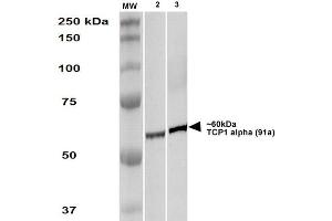 Western Blot analysis of Human A431 and HEK293 cell lysates showing detection of TCP1 alpha protein using Rat Anti-TCP1 alpha Monoclonal Antibody, Clone 91a . (TCP1 alpha/CCTA antibody  (C-Term))