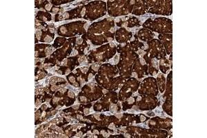Immunohistochemical staining of human stomach with ERP29 polyclonal antibody  shows strong cytoplasmic positivity in glandular cells. (ERP29 antibody)