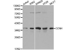 Western blot analysis of extracts of various cell lines, using CCNH antibody.
