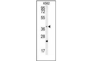 Western blot analysis of FBXW12 Antibody (C-term) in K562 cell line lysates (35ug/lane). (FBXW12 antibody  (C-Term))
