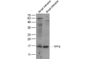 Lane 1: mouse small intestine lysates Lane 2: Rat small intestine lysates probed with TFF3 Polyclonal Antibody, Unconjugated  at 1:300 dilution and 4˚C overnight incubation. (TFF3 antibody  (AA 51-80))