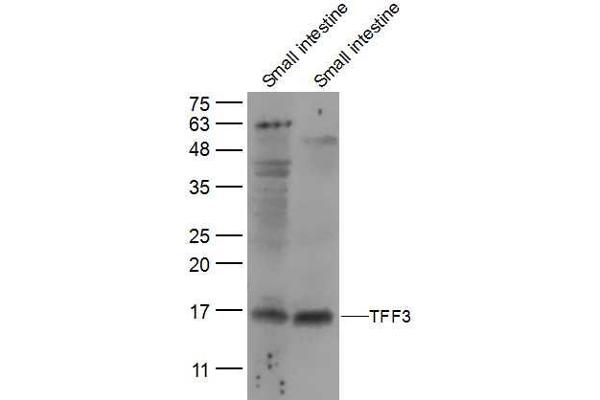 TFF3 anticorps  (AA 51-80)