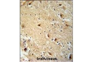 TBC14 antibody (Center) (ABIN654946 and ABIN2844587) immunohistochemistry analysis in formalin fixed and paraffin embedded human brain tissie followed by peroxidase conjugation of the secondary antibody and DAB staining. (TBC1D14 antibody  (AA 259-286))