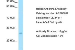 Western Blotting (WB) image for anti-Ribosomal Protein S3 (RPS3) (Middle Region) antibody (ABIN971629) (RPS3 antibody  (Middle Region))