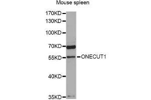 Western blot analysis of extracts of mouse spleen, using ONECUT1 antibody (ABIN5996488) at 1:3000 dilution. (ONECUT1 antibody)