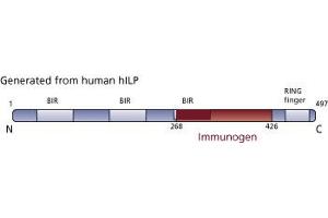 Image no. 3 for anti-X-Linked Inhibitor of Apoptosis (XIAP) (AA 268-426) antibody (ABIN968164) (XIAP antibody  (AA 268-426))