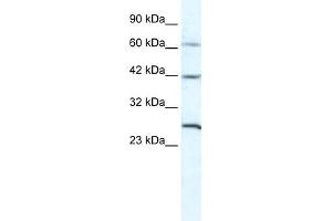 WB Suggested Anti-GJC1 Antibody Titration:  5. (GJC1 antibody  (N-Term))