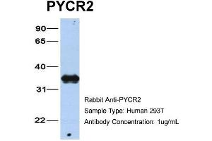 Host: Rabbit Target Name: PYCR2 Sample Type: 293T Antibody Dilution: 1. (PYCR2 antibody  (C-Term))