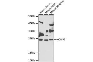 Western blot analysis of extracts of various cell lines, using KCNIP2 antibody (ABIN2563522) at 1:1000 dilution. (KCNIP2 antibody)