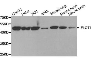 Western blot analysis of extracts of various cell lines, using FLOT1 antibody (ABIN5973661) at 1/1000 dilution. (Flotillin 1 antibody)