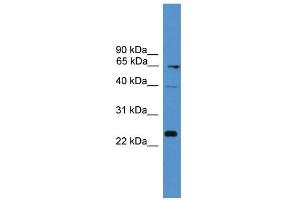 WB Suggested Anti-CD7 Antibody Titration: 0. (CD7 antibody  (Middle Region))