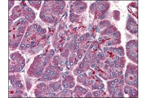 Human Pancreas (formalin-fixed, paraffin-embedded) stained with PAFAH1B1at 3. (PAFAH1B1 antibody  (C-Term))