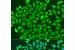 Immunofluorescence analysis of U2OS cells using PCDHA6 Polyclonal Antibody at dilution of 1:100. (PCDHA6 antibody)