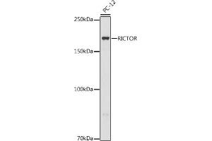 Western blot analysis of extracts of PC-12 cells, using RICTOR antibody (ABIN6132595, ABIN6146949, ABIN6146950 and ABIN6221730) at 1:500 dilution. (RICTOR antibody  (AA 1-245))