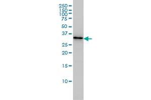 PDCL3 monoclonal antibody (M01), clone 1F10 Western Blot analysis of PDCL3 expression in Jurkat .
