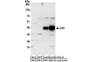 Western Blotting (WB) image for anti-CD7 (CD7) (AA 190-240) antibody (ABIN7455031) (CD7 antibody  (AA 190-240))