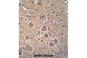 TP53INP1 Antibody (N-term) immunohistochemistry analysis in formalin fixed and paraffin embedded human brain tissue followed by peroxidase conjugation of the secondary antibody and DAB staining. (TP53INP1 antibody  (N-Term))