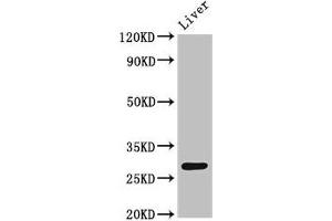 Western Blot Positive WB detected in: Rat liver tissue All lanes: CDX1 antibody at 4 μg/mL Secondary Goat polyclonal to rabbit IgG at 1/50000 dilution Predicted band size: 29, 15 kDa Observed band size: 29 kDa (CDX1 antibody  (AA 206-245))